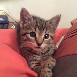 Meet your Posher, Patrick